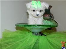 maltese puppy posted by Elegant Babies